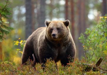 Grizzly Pyrénées Lleida